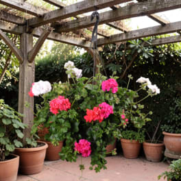 Geranium Hanging Basket