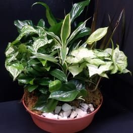 Medium 12 in.Dish Garden