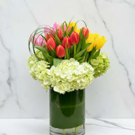 Sweetheart Tulip