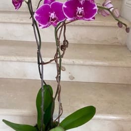 Potted purple phalaenopsis orchid with arching blooms in a clear glass container.