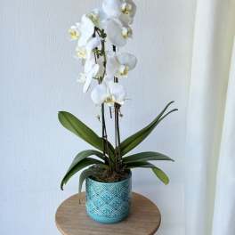 EC28 - XOXO Orchid