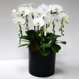 Orchid waterfall