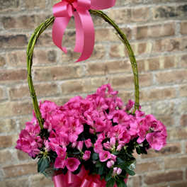Azalea Pink (Indoor Plant 1 Available)