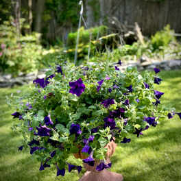 Large Purple Outdoor Hanging Basket (Only 1 Available)