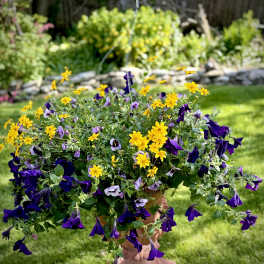 Large Purple & Yellow Outdoor Hanging basket