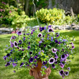 Large Shades of Purple Outdoor Hanging Basket (Only 1 available)