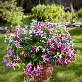 Large Pink & White Outdoor Hanging Basket (Only 1 available)