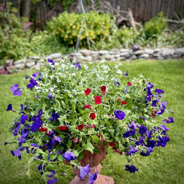 Large Purple, Red, and White Hanging Outdoor Basket (ONLY 1 Available)