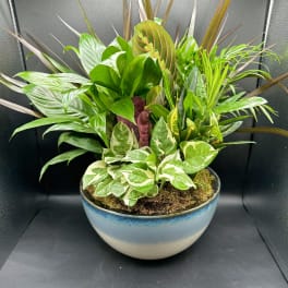 Large Dish Garden