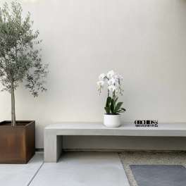 White orchid in a small white pot beside a potted tree
