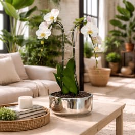 Polished Orchid Miami