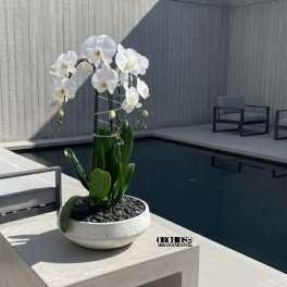 White orchids in a shallow bowl planter on a concrete table