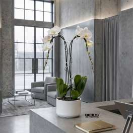 Glamorous Orchid Miami