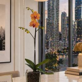 Prestigious Orchid Miami