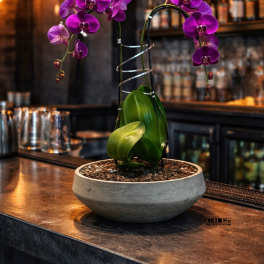 Timeless Orchid Miami
