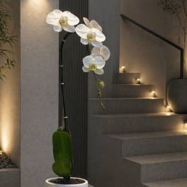 Elite Orchid Miami