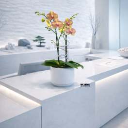 Potted orchid with pink and yellow blooms in a white ceramic pot