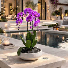 Blissful Orchid Miami