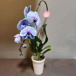 Plants: Waterfall Orchid - Ocean Night