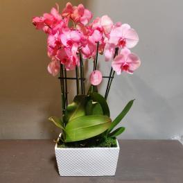 Plants: Mystique Orchid Garden - Pink