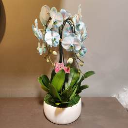Plants: Waterfall Orchid Trio - Celeste