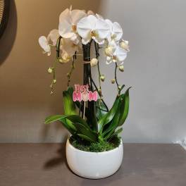 Plants: Waterfall Orchid Trio - White
