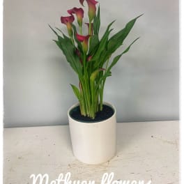 cala lily