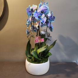 Plants: Waterfall Orchid Trio - Ocean Night
