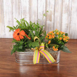 Low planter with an orange gerbera daisy and small orange flowers in a metal container with a striped bow