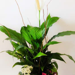 Tall arrangement with white spathes, green foliage, and pink patterned leaves in a black container