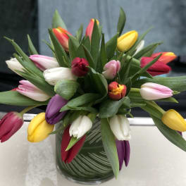 Tulip Jazz