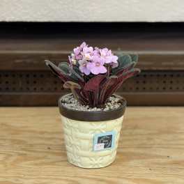 Ceramic Pot African Violet