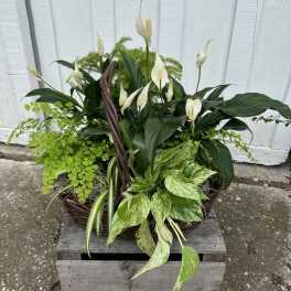 Basket arrangement of white peace lilies and assorted green plants