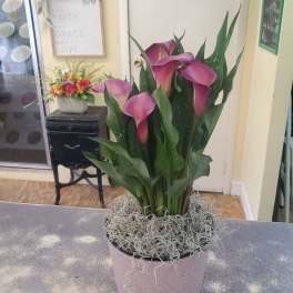 Calla Lily Plant