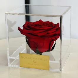 Single red rose in a clear acrylic box