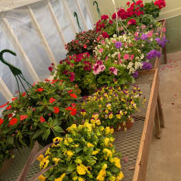 Hanging Basket