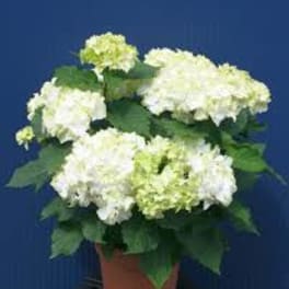 Potted white hydrangea plant with soft green centers against a blue background