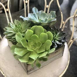 Urban Gardener Succulent Garden