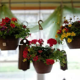 Hanging baskets for Mother's Day