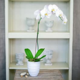White Phalaenopis Orchid