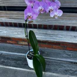 Orchid Plant