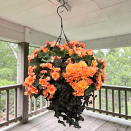 Colorful Begonia Hanging Basket