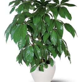 Potted green houseplant in a white ceramic pot