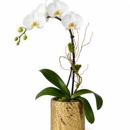 Classic White Orchid – Gold Vase | Elegant Designer’s Choice