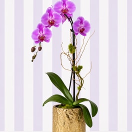 Vivid Purple Orchid – Gold Vase | Designer’s Choice