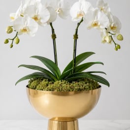 White Orchid Garden – Double Stem | Luxe Gold Bowl