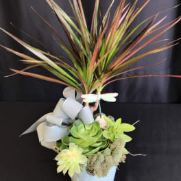 Succulent arrangement in a white pot with a large ribbon bow