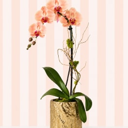Soft Peach Orchid – Gold Vase | Designer’s Choice
