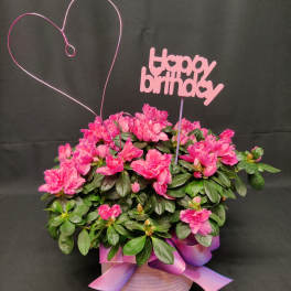 Blooming Outdoor plant for Birthday
