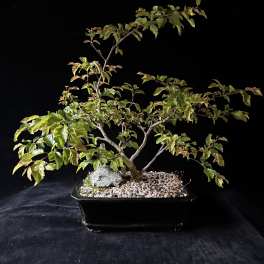 Bonsai- Korean Hornbeam